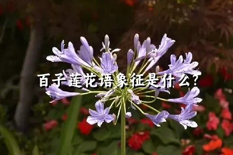 百子莲花语象征是什么？