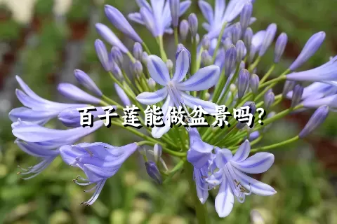 百子莲能做盆景吗？