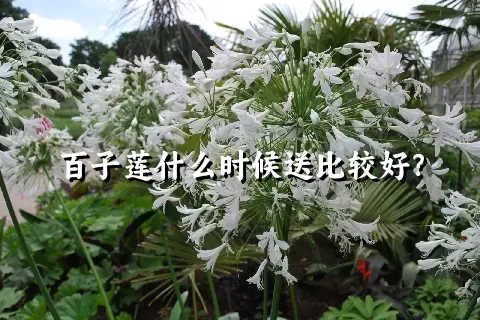 百子莲什么时候送比较好？