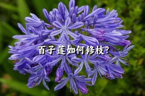 百子莲如何修枝？