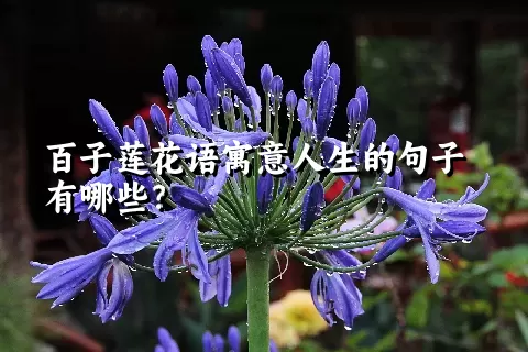 百子莲花语寓意人生的句子有哪些？