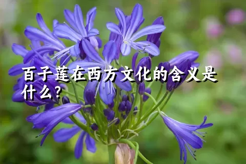 百子莲在西方文化的含义是什么？