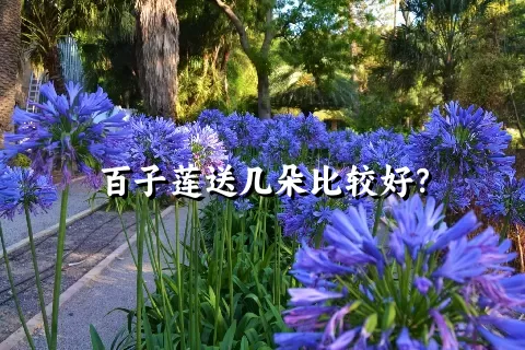 百子莲送几朵比较好？