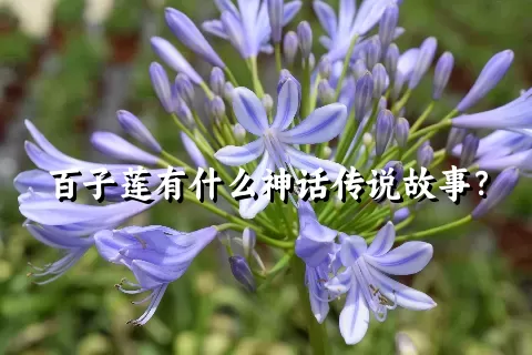 百子莲有什么神话传说故事？