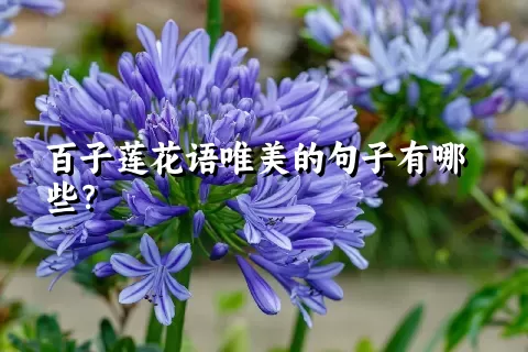 百子莲花语唯美的句子有哪些？