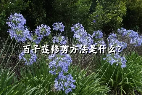 百子莲修剪方法是什么？