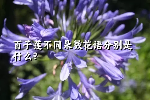 百子莲不同朵数花语分别是什么？