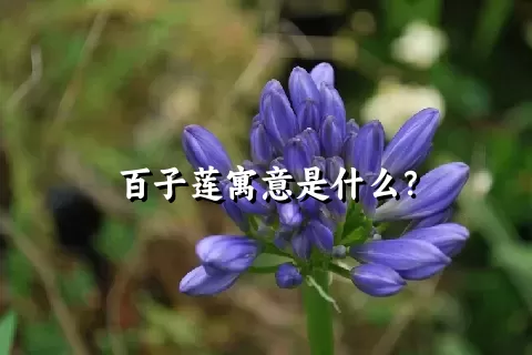 百子莲寓意是什么？