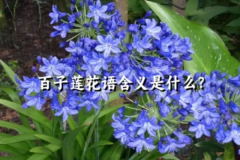 百子莲花语含义是什么？