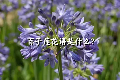 百子莲花语是什么？