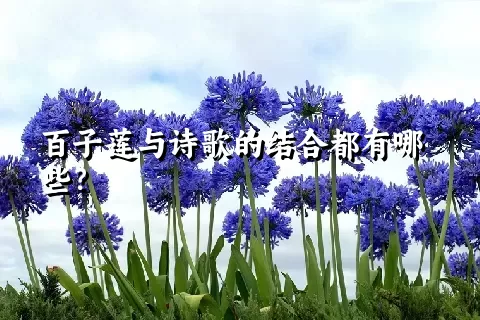 百子莲与诗歌的结合都有哪些？