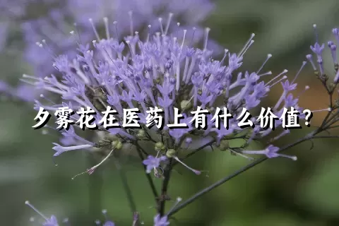 夕雾花在医药上有什么价值？