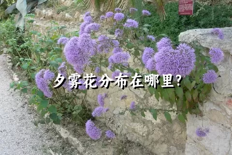 夕雾花分布在哪里?