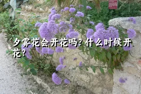 夕雾花会开花吗？什么时候开花？