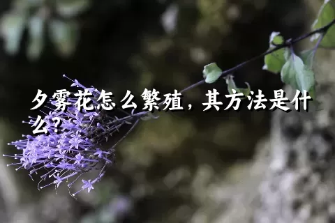 夕雾花怎么繁殖，其方法是什么？