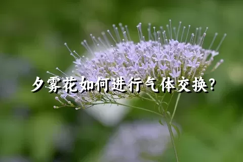 夕雾花如何进行气体交换？