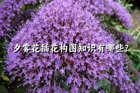 夕雾花插花构图知识有哪些？