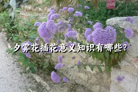 夕雾花插花意义知识有哪些？