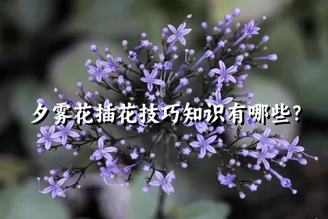 夕雾花插花技巧知识有哪些？