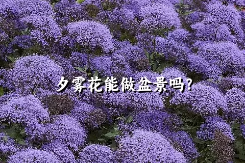 夕雾花能做盆景吗？