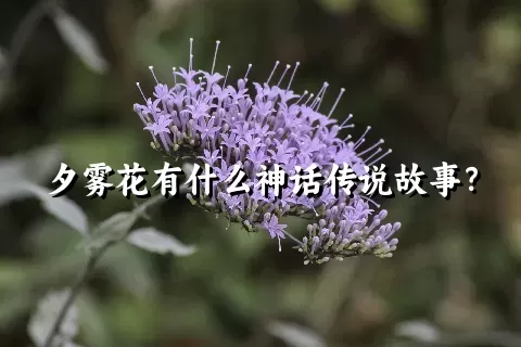 夕雾花有什么神话传说故事？