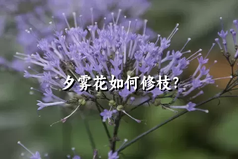 夕雾花如何修枝？