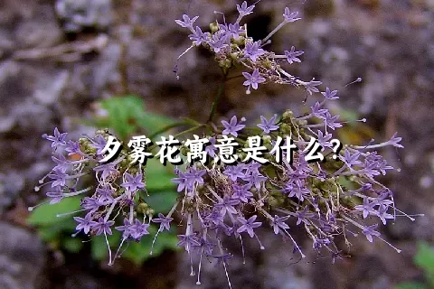 夕雾花寓意是什么？