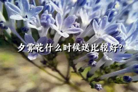 夕雾花什么时候送比较好？