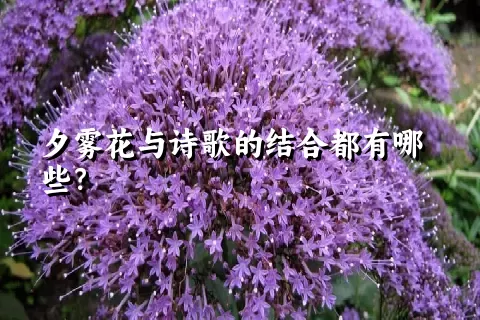 夕雾花与诗歌的结合都有哪些？