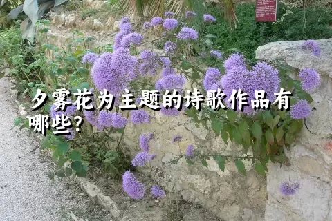 夕雾花为主题的诗歌作品有哪些？