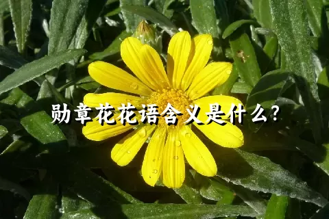 勋章花花语含义是什么？