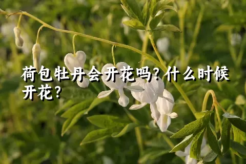 荷包牡丹会开花吗？什么时候开花？