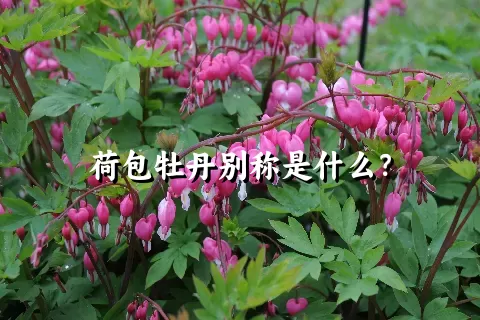 荷包牡丹别称是什么？