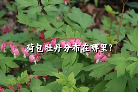 荷包牡丹分布在哪里?