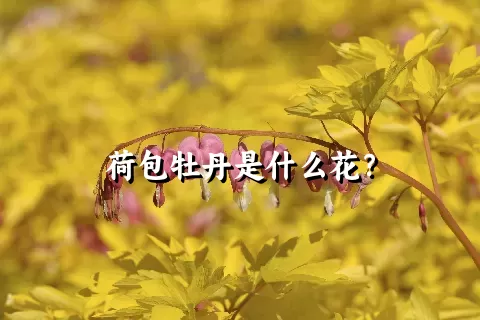 荷包牡丹是什么花？