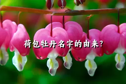 荷包牡丹名字的由来？