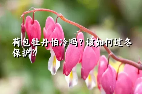 荷包牡丹怕冷吗？该如何过冬保护？