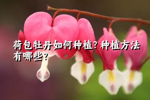 荷包牡丹如何种植？种植方法有哪些？