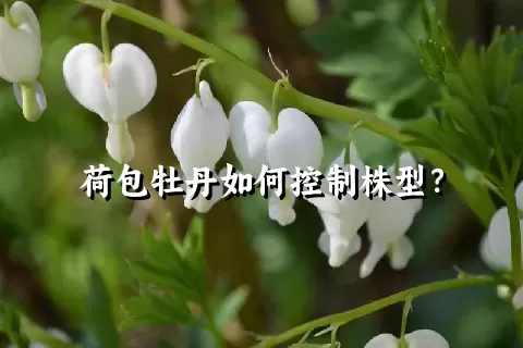 荷包牡丹如何控制株型？