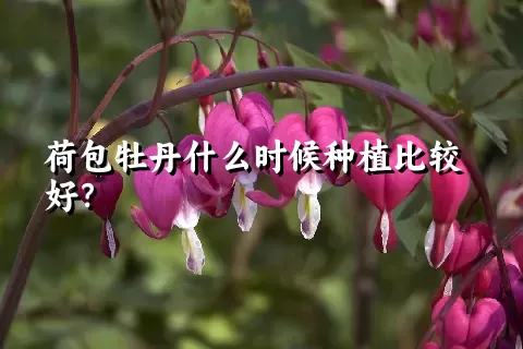 荷包牡丹什么时候种植比较好？