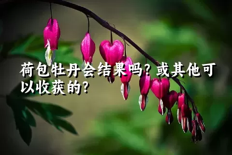 荷包牡丹会结果吗？或其他可以收获的？