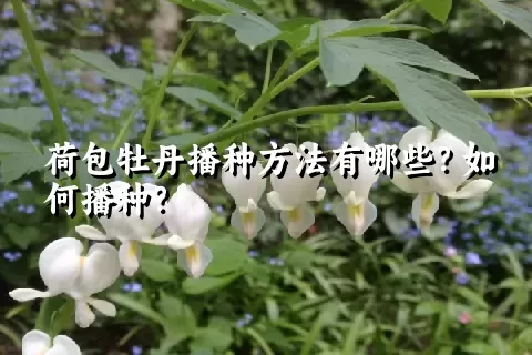 荷包牡丹播种方法有哪些？如何播种？