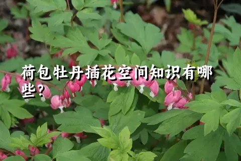 荷包牡丹插花空间知识有哪些？