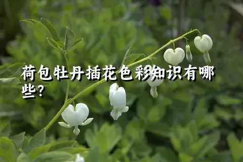 荷包牡丹插花色彩知识有哪些？