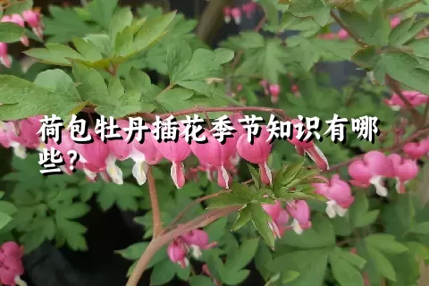 荷包牡丹插花季节知识有哪些？