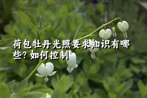 荷包牡丹光照要求知识有哪些？如何控制