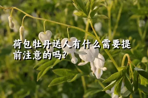 荷包牡丹送人有什么需要提前注意的吗？