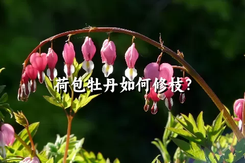 荷包牡丹如何修枝？