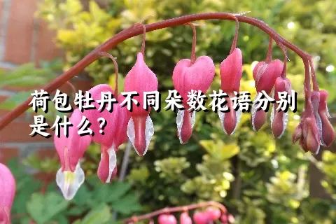 荷包牡丹不同朵数花语分别是什么？