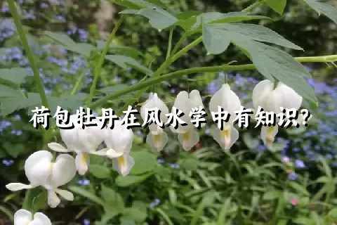 荷包牡丹在风水学中有知识？